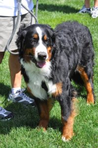 Does Bernese Mountain Dog shed a lot