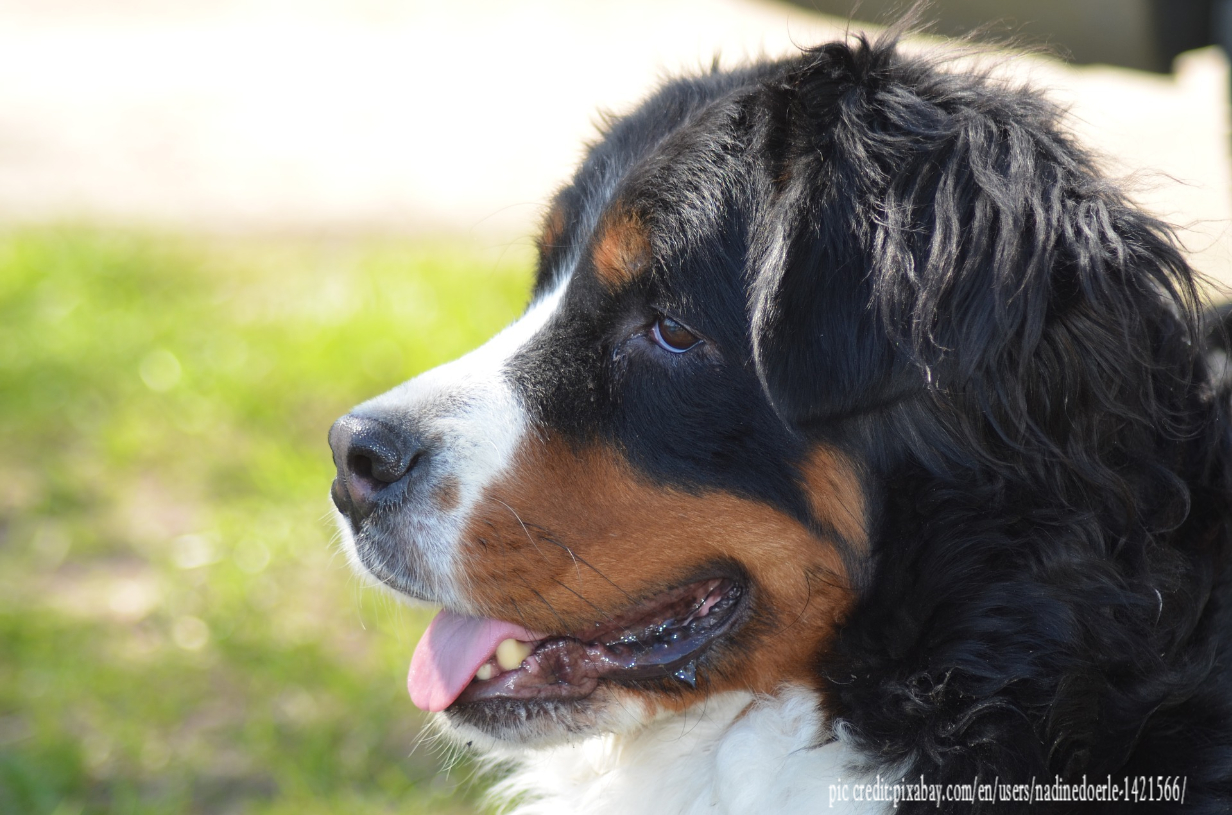 Bernese Mountain Dog Ear Infections