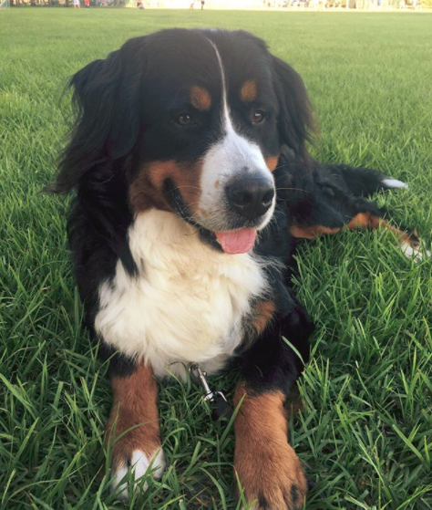 What Is the Origin of the Bernese Mountain Dog 