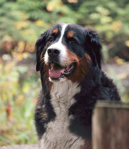 What colors are Bernese Mountain Dog