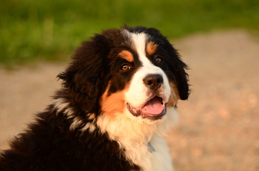 What is the average lifespan of a Bernese Mountain Dog