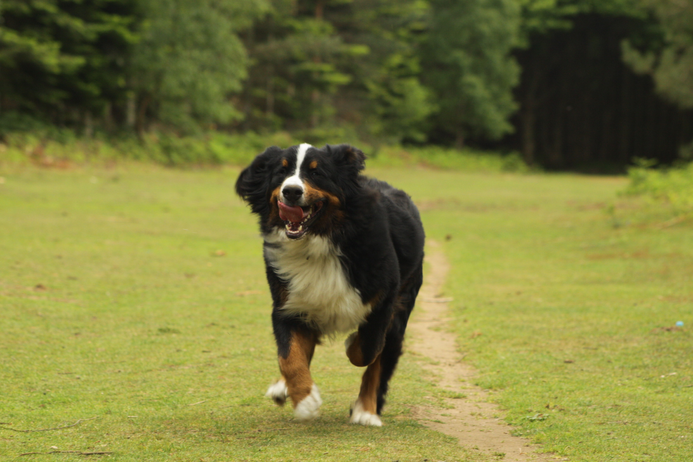 What is the average lifespan of a Bernese Mountain Dog