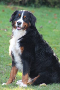 What is the average weight of a Bernese Mountain Dog