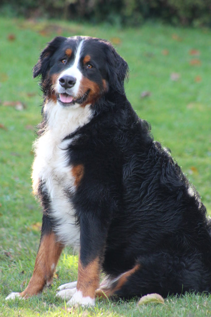 What is the average size of a Bernese Mountain Dog - Bernese Mountain