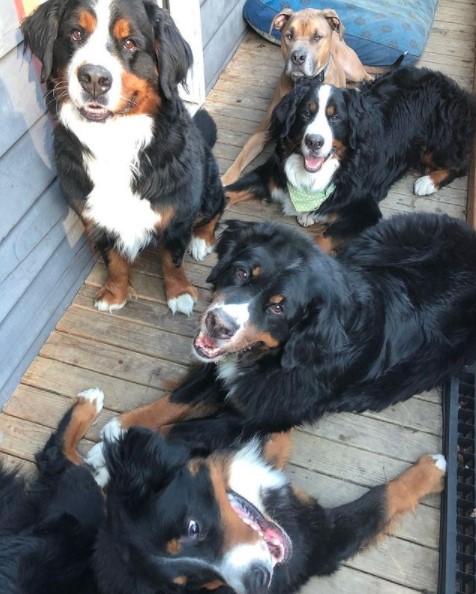 What is the average weight of a Bernese Mountain Dog