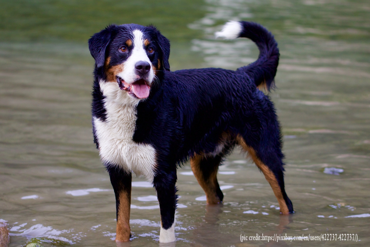 Bernese Mountain Dog Tail Issues and Care