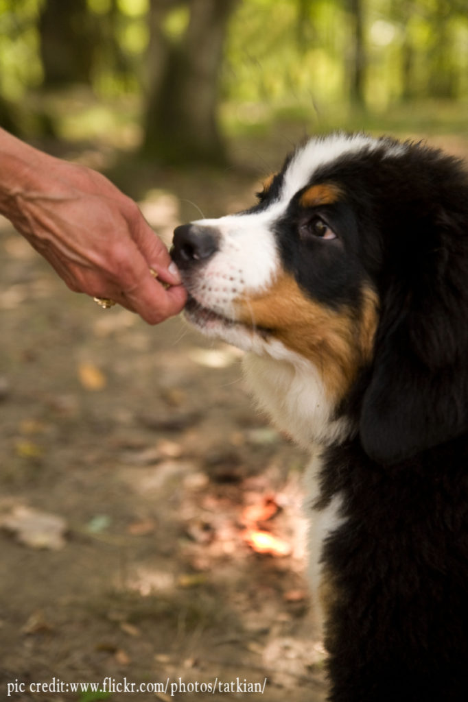 How do I stop my Bernese Mountain Dog biting? - Bernese Mountain Dog ...