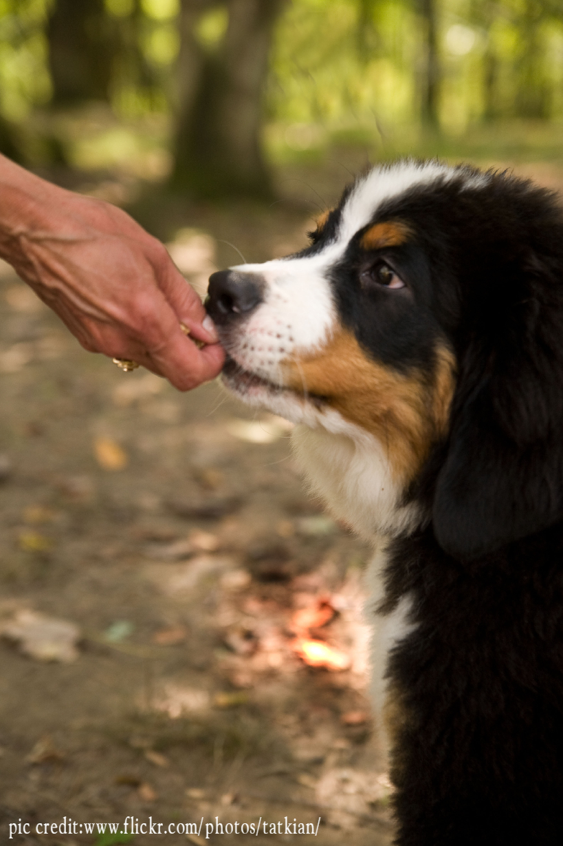 How do I stop my Bernese Mountain Dog biting?